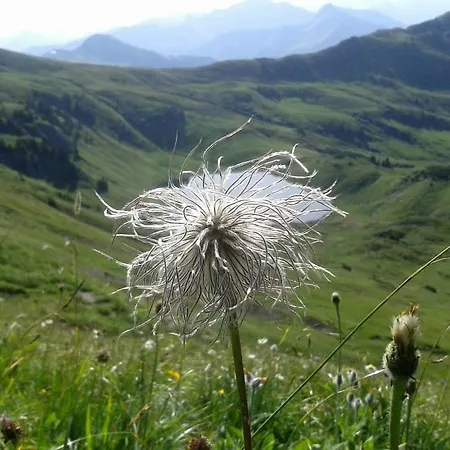 Schindeler Alpstuga *